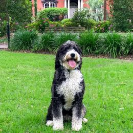 Assorted Doodle Crosses, Aussiedoodle, Bernedoodle, Goldendoodle, and Sheepadoodle All Grown Up from Happy Top Doodles