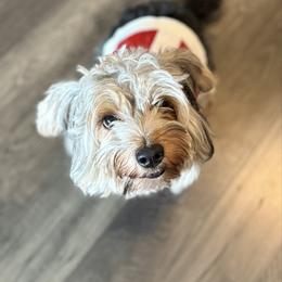 Shaggy - Black and tan male Yorkshire Terrier puppy in Loganville, Georgia from Majic multi pups
