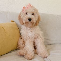 Stella - Goldendoodle