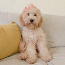 Stella - Goldendoodle