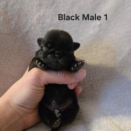 Black Male 1 - Black male Pug puppy in Hannibal, New York from Perfectly Picked Pugs