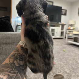 Snow White - Dapple female Dachshund puppy in Mc Alester, Ok, Oklahoma from New Hope Miniature Dachshunds