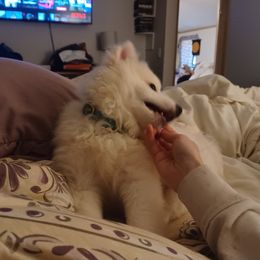 American Eskimo Dogs and Pomskies from House Snow: Kahleesie's Fireborn Pomskies