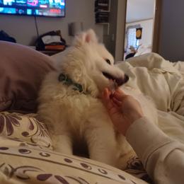 American Eskimo Dogs and Pomskies from House Snow: Kahleesie's Fireborn Pomskies