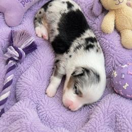 Vetta - Blue merle female Miniature American Shepherd puppy in Covington County, Alabama from Sweetbay Aussies/ Miniature American Shepherds