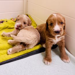 Australian Labradoodle Puppies from Salona Australian Labradoodles
