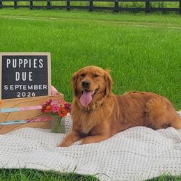 Presley - Golden Retriever