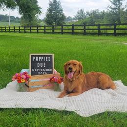 Presley - Golden Retriever