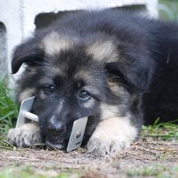 German Shepherds from J-Lyn Shepherds