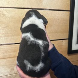 Female 3 - Black brown and white female Basset Hound puppy in Lindley, New York from Hill Top Basset Hounds & Cane Corso