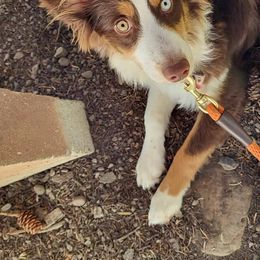 Miniature Australian Shepherds from EZ Ranch Australian Shepherds