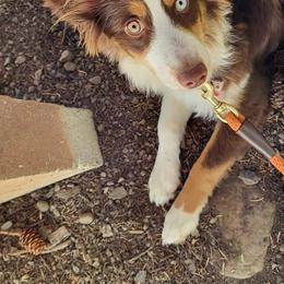 Miniature Australian Shepherds from EZ Ranch Australian Shepherds
