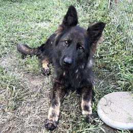 Vella or Vela - German Shepherd