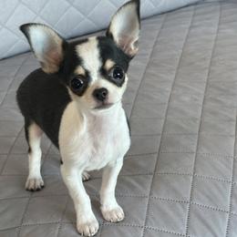 Chihuahua Puppies from Keljim's Chihuahuas