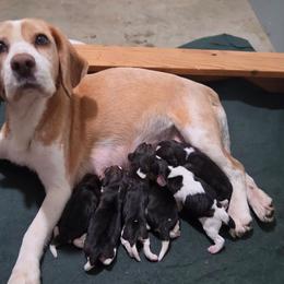 Luminescence - Black fawn and white female Beagle puppy in Brockway, Pennsylvania from Sugar Hill Hounds
