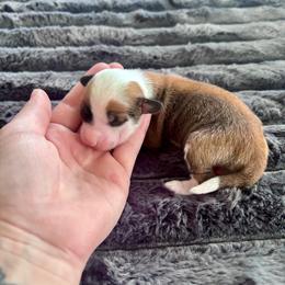 HHL male 1 - Slate male Chinese Crested puppy in Blue Earth, Minnesota from Ciao Bella Chinese Cresteds