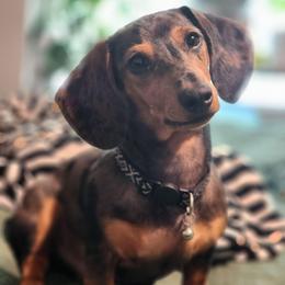 Ollie - Dachshund