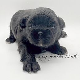 Black Male - Black male Shih Tzu puppy in Crawfordsville, Indiana from Swaying Sycamore Farm