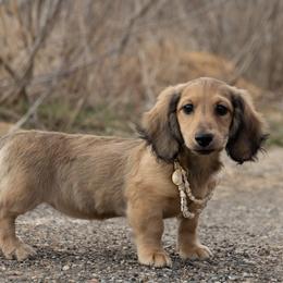 Tildy 5000 dollars - Cream female Dachshund puppy in Crystal, Michigan from Mare-bella Dachshunds