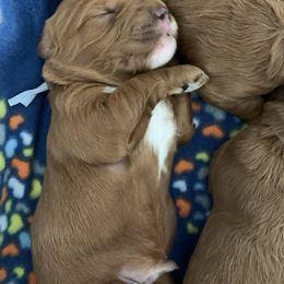 Goldendoodle Puppies from Utah Golden-doodles