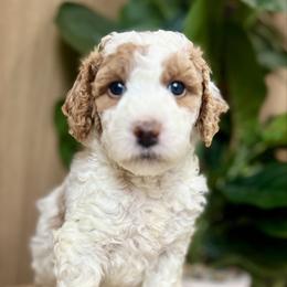 Cedar - Parti female Goldendoodle puppy in S AI Nt John, Indiana from Lulu's Goldendoodles