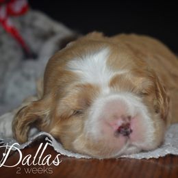 Cockapoo, Cocker Spaniel, and Poodle Puppies from The Cocker Cingdom