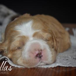 Cockapoo, Cocker Spaniel, and Poodle Puppies from The Cocker Cingdom