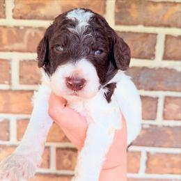 Huck - Parti male Goldendoodle puppy in Macclenny, Florida from Baker County Goldendoodles