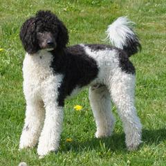 Bordoodles from Painted Dog Hill