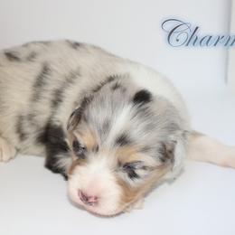 Charm - Blue merle female Australian Shepherd puppy in Camp Springs, Kentucky from Diamond Paws Australian Shepherds