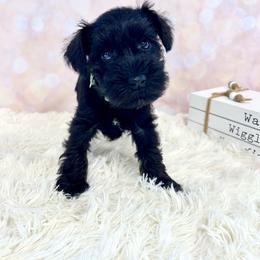 Green collar - Black male Miniature Schnauzer puppy in Springfield, Tennessee from My Lovable Schnauzers