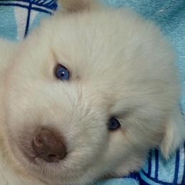 AKC-Zircon - White male Siberian Husky puppy in Centreville, Maryland from Huskies By the Bay