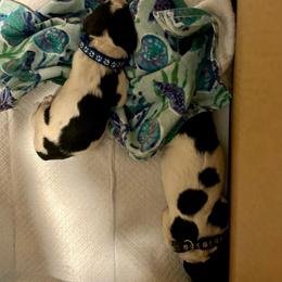 Mr. Polka Dot - White and black male Newfoundland puppy in Marysville, Washington from Black Lions Newfoundlands
