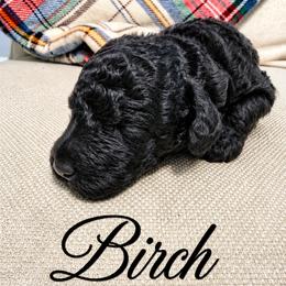 Birch - Black male Saint Berdoodle puppy in Garland, Texas from Brewer's Doodles and French Bulldogs