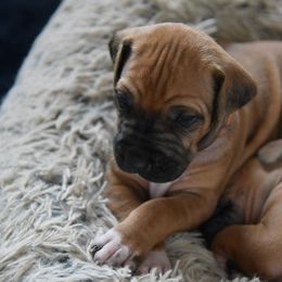 Rhodesian Ridgeback Puppies from Lyonnese Rhodesian Ridgebacks