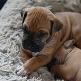 Rhodesian Ridgeback Puppies from Lyonnese Rhodesian Ridgebacks