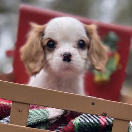 Cavalier King Charles Spaniels from Toledo Bend Cavaliers