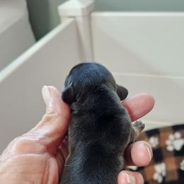 Green bean - Black and tan Dachshund puppy in Sarasota County, Florida from Donna's Mini Joys