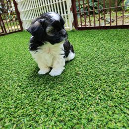 Male 3 - Brindle and white male Shihpoo puppy in North Dinwiddie, Virginia from Pups Furever