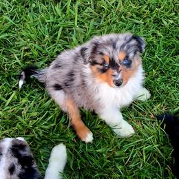 Venus - Blue merle female Australian Shepherd puppy in Calvert City, Kentucky from Timber Creek Aussies