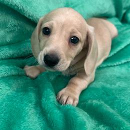 Van Gogh (PRA Clear) - Cream male Dachshund puppy in Memphis, Tennessee from River City Doxies