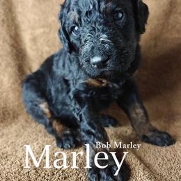 Marley - Black male Poodle puppy in Poplarville, Mississippi from Hatch & Homestead LLC