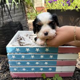 Faith - Tri-color female Cavalier King Charles Spaniel puppy in Lula, Georgia from Cavaliers by Crumley