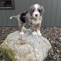 Ted - Blue merle male Bernedoodle puppy in Beach City, Ohio from Blue Cloud Doodles
