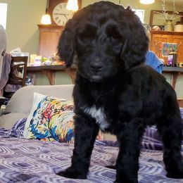 Vixen - Black Goldendoodle puppy in Lebanon, Oregon from Goldenvalley Doodles