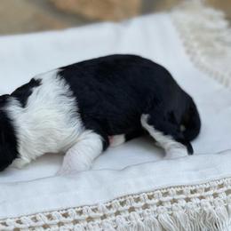Aussiedoodle Puppies from H5 Mini Doodles