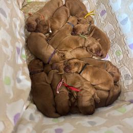 Boy 2 - Dark golden male Golden Retriever puppy in Summerville, South Carolina from Pawmetto Goldens