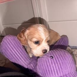 Brianna - Buff female Cocker Spaniel puppy in Hickory, North Carolina from Homegrown Spaniels