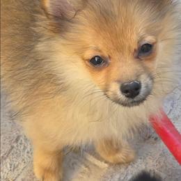 Junie Bug 760 960-2619 - Orange sable female Pomeranian puppy in El Centro, California from BabyBooPoms