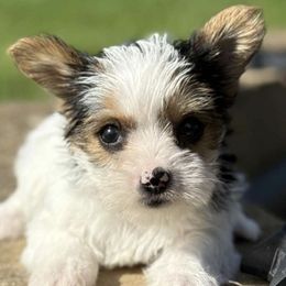Fawna - Parti female Yorkshire Terrier puppy in Lebanon, Kentucky from Mosaic Merle Doodles
